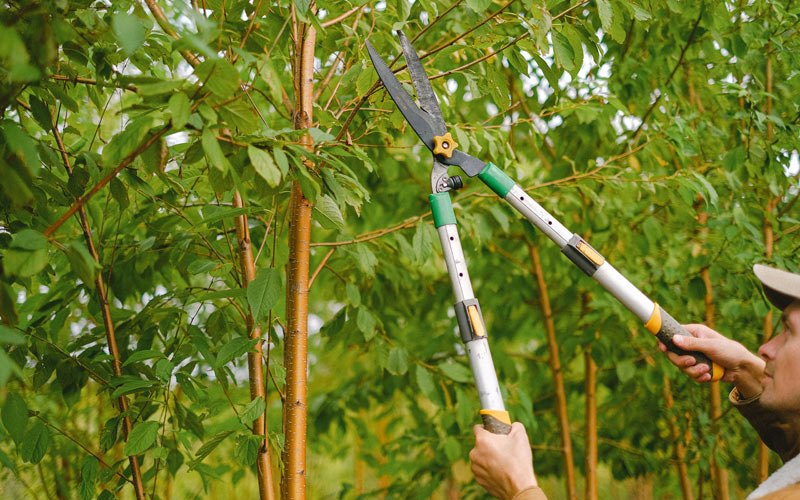Tree trimming in Grovetown, GA